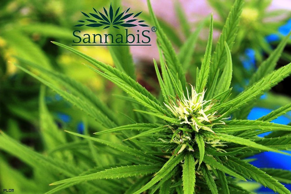 New Colombia Resources says Sannabis test was successful