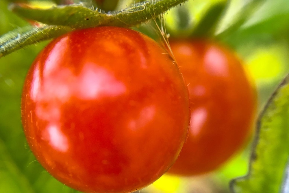 ARKANSAS: Tomato Plant Sale Hosted by the Plant Pathology Graduate Student Association