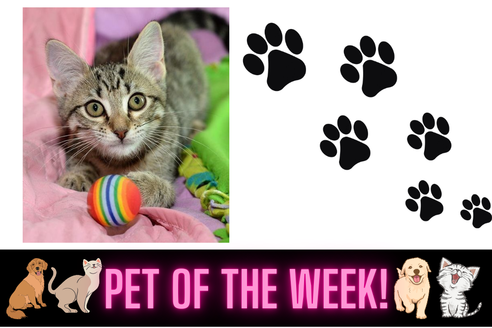 Pet of the Week: Spaghetti