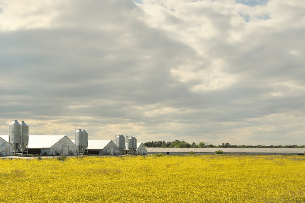Two Additional Cases Of Avian Influenza Confirmed On Delaware And Maryland Farms