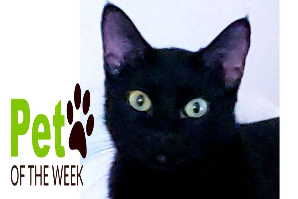 Pet of the Week: Beatrix
