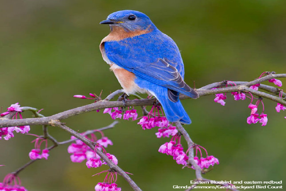Pascagoula River Audubon Center – Earth Week 2022