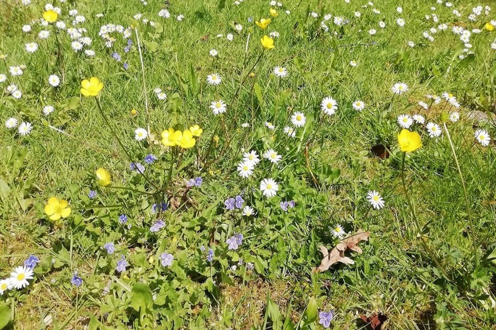 No Mow May No Mow May