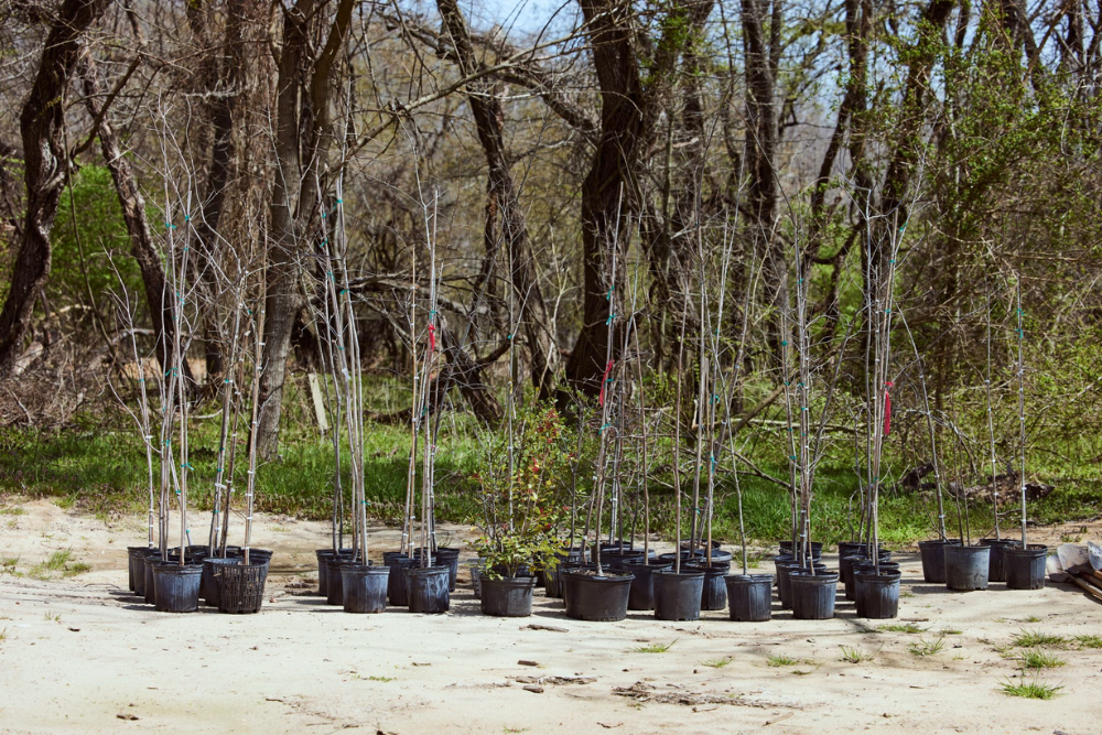 Front Yard Tree Program takes root in Brookhaven