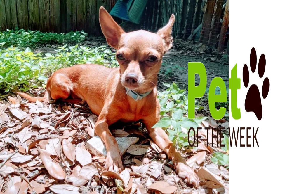 Pet of the Week: Ruby