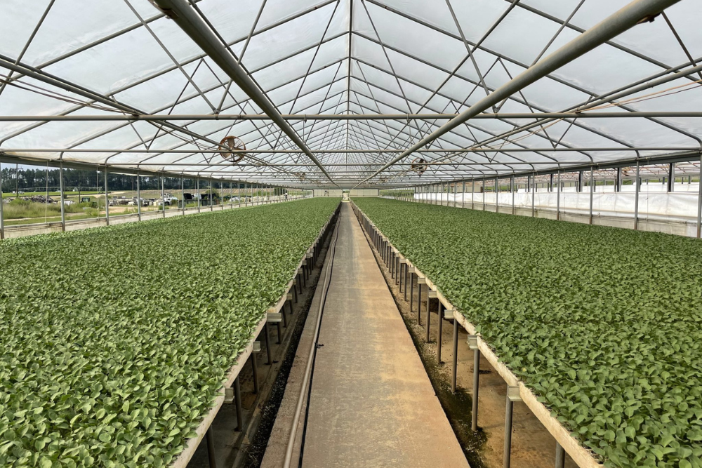 Vegetable Seedlings Production