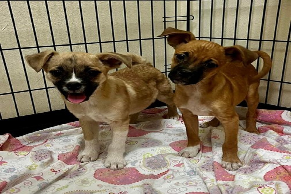 Two Sweet Male Boxer Mix Puppies