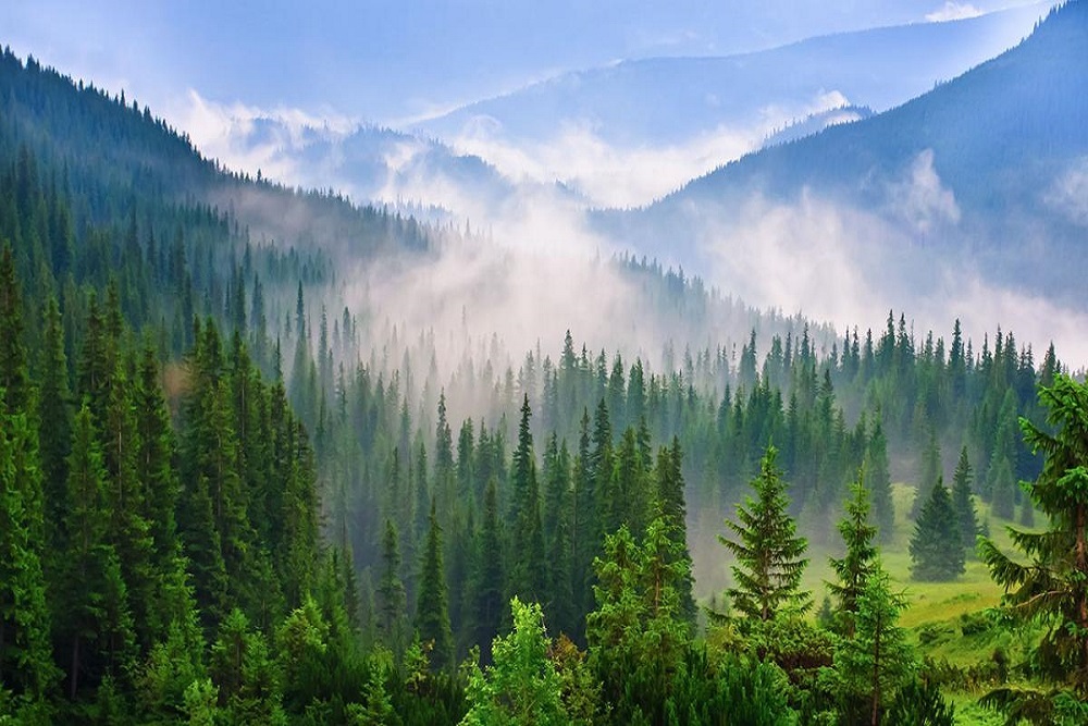 Three Forest Restoration Projects on Pend Oreille County (POC) Lands for 2022