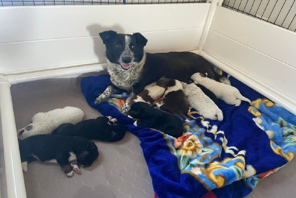 We Received a Call About a Family of Dogs Abandoned near Cuba We Received a Call About a Family of Dogs Abandoned near Cuba