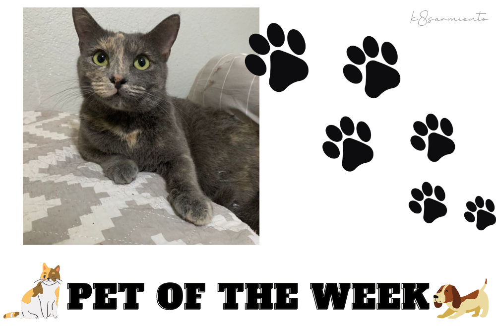 Pet of the Week: Peach #2