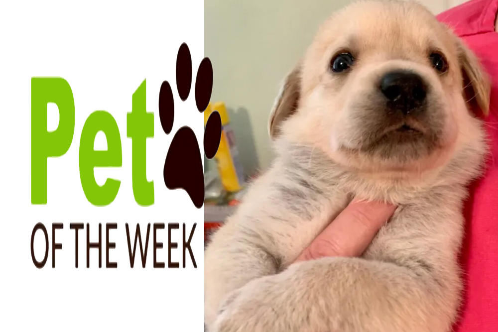 Pet of the Week: Apollo