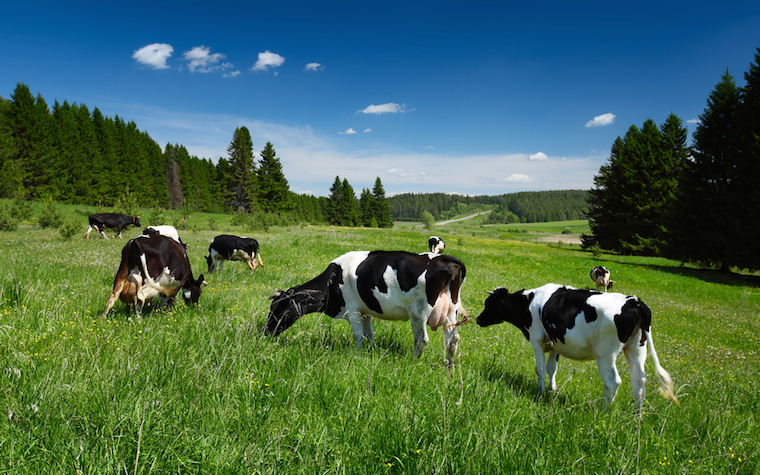 Sao Bento farm qualifies for Humane Farm Animal Care certification