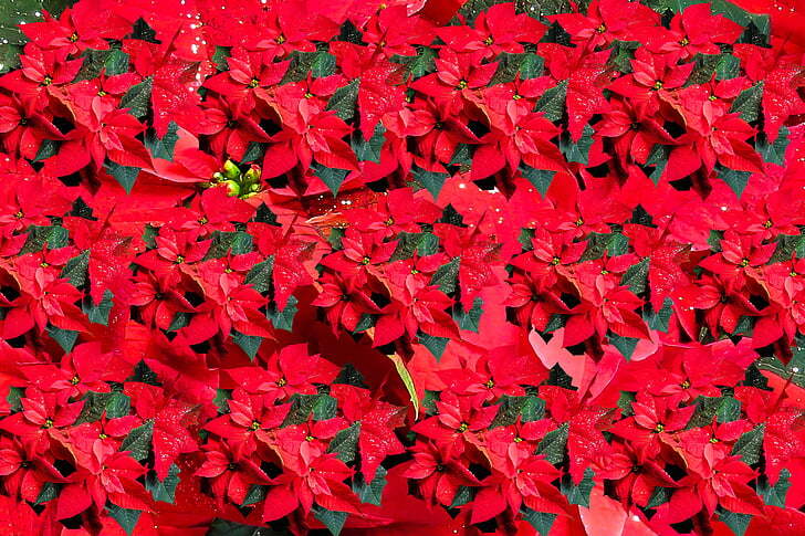 Making Paper Poinsettia Flowers - Hippopx