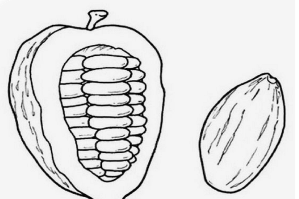Greenville County Library System: Coloring and Cocoa