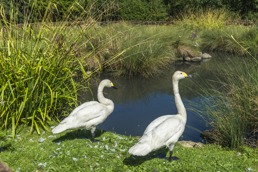 Willowsford homeowners association’s bid to rename pond draws residents’ ire Willowsford homeowners association’s bid to rename pond draws residents’ ire