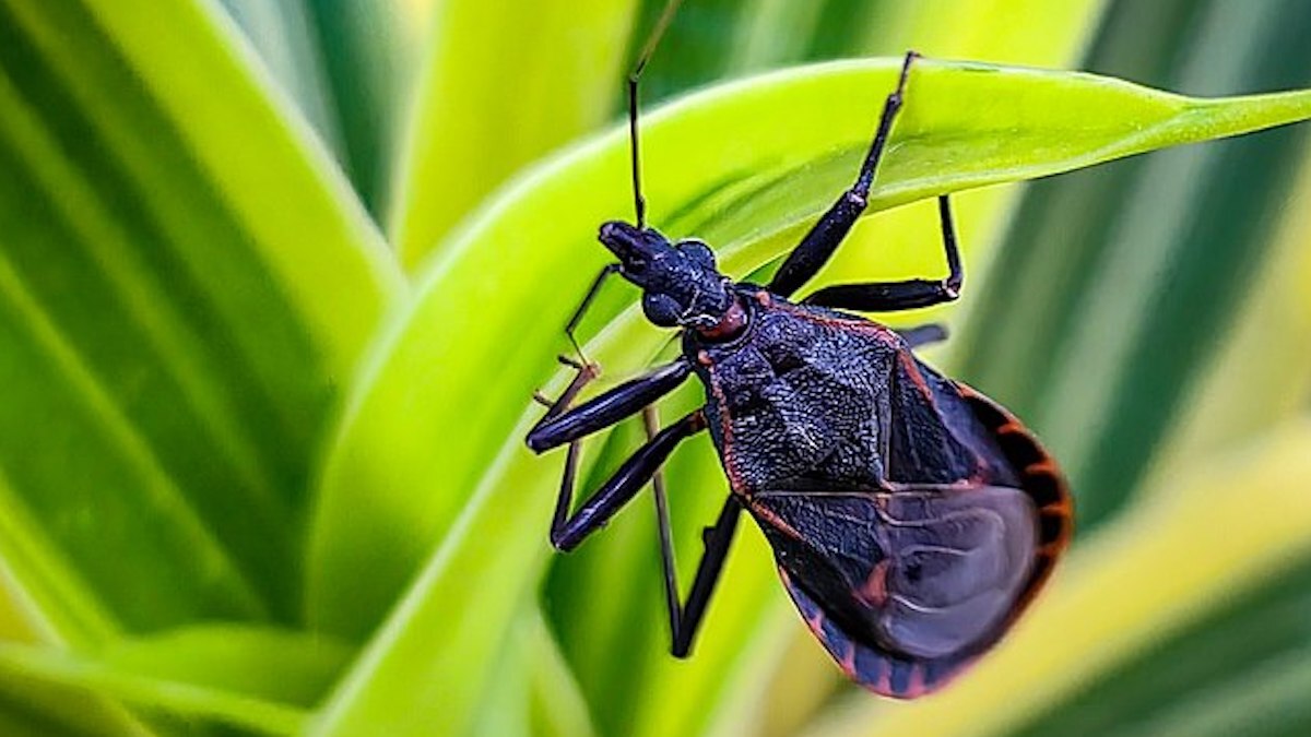 UNLV professor fights ‘infectious diseases that are spread by insects’