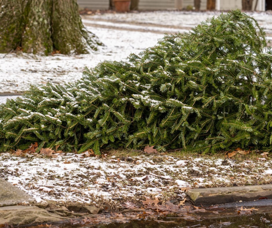City of Webster Groves – The Friday Page