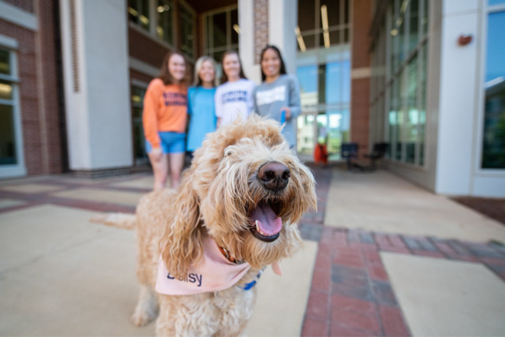 Auburn Nursing faculty publish article on new simulation with therapy dogs