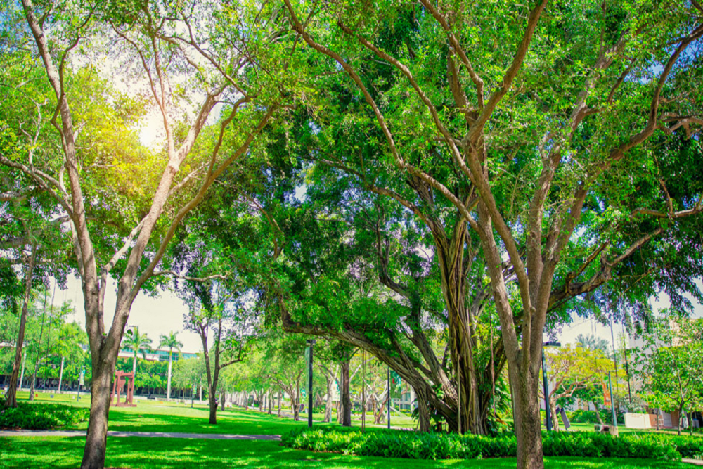 CF Recognized as a Tree Campus for 13th Year