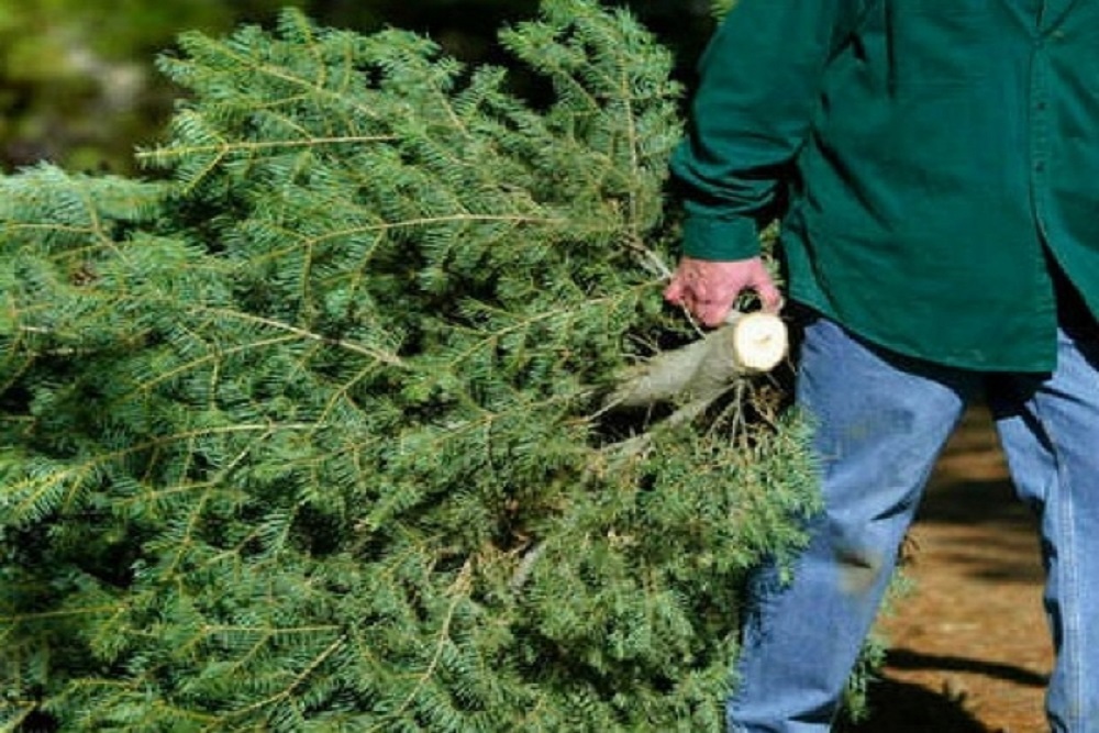 CITY OF SHELBY: Christmas Tree Pick-up