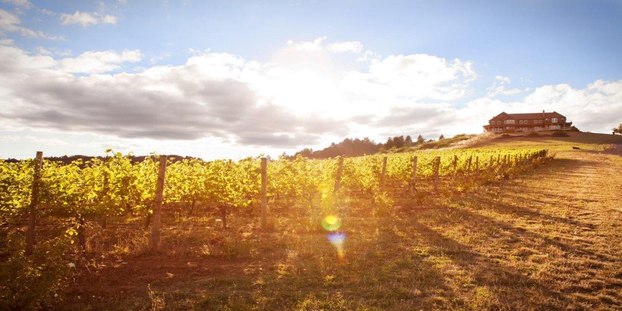 Live Music and Vineyard Views