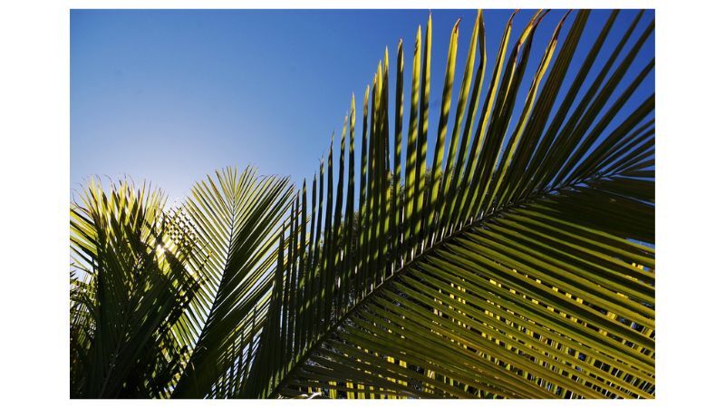 Palm Sunday of the Lord’s Passion on Sunday, April 2, 2023 Palm Sunday of the Lord’s Passion on Sunday, April 2, 2023