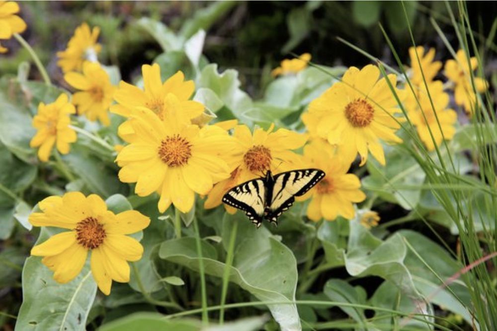 Glacier National Park: Happy Pollinator Week