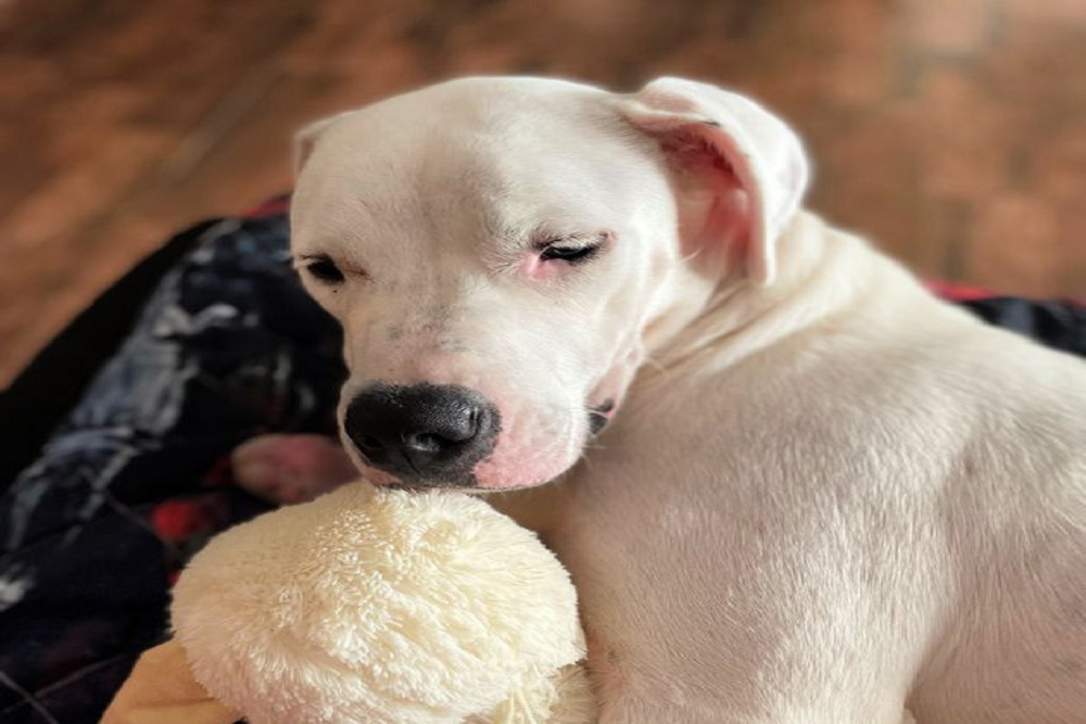 Wags ‘N’ Whiskers Pet Fest returns Saturday March 26th!