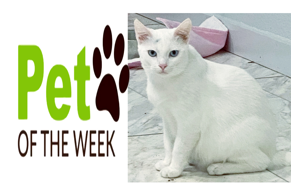 Pet of the Week: Short-Cake