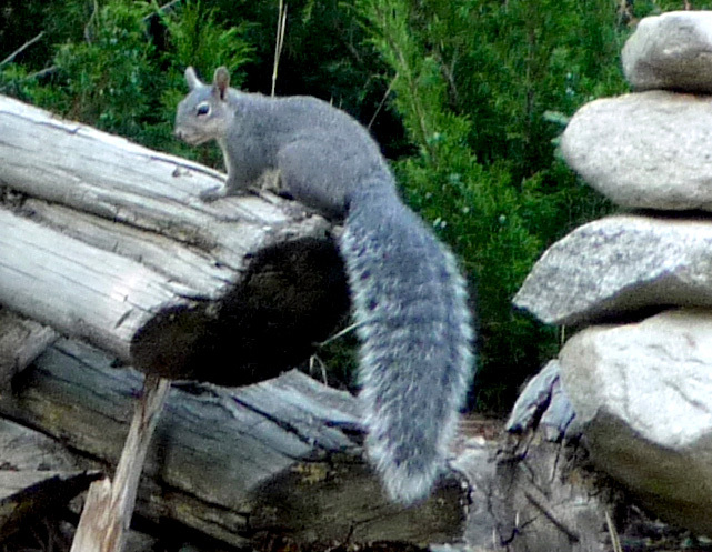 WDFW seeks comment on status review for western gray squirrel