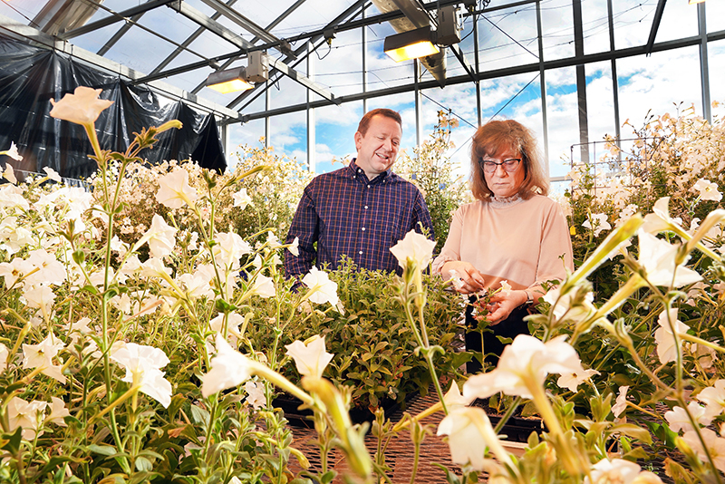 Biologists, chemical engineers collaborate to reveal complex cellular process inside petunias Biologists, chemical engineers collaborate to reveal complex cellular process inside petunias