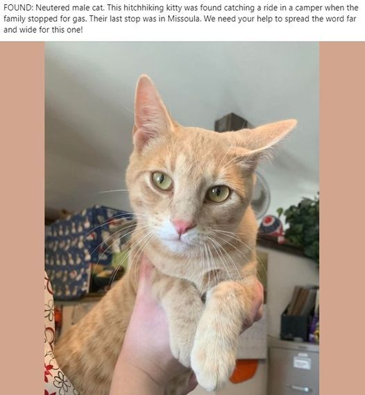 Missoula Animal Control: Missing Cat