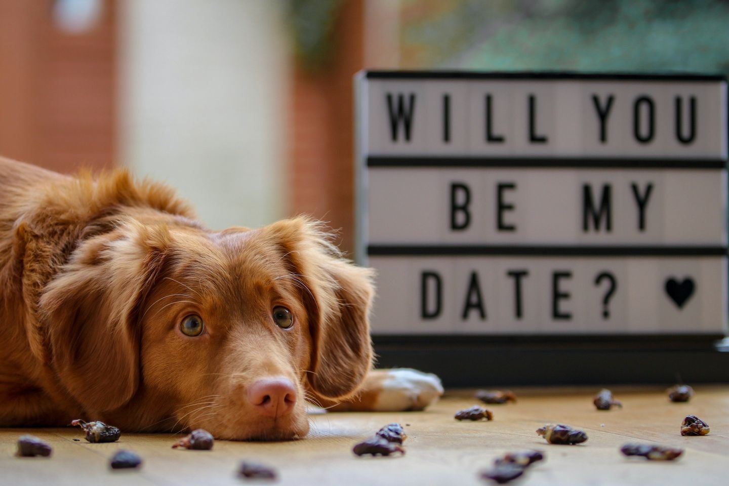 CITY OF HICKORY: My Furry Valentine