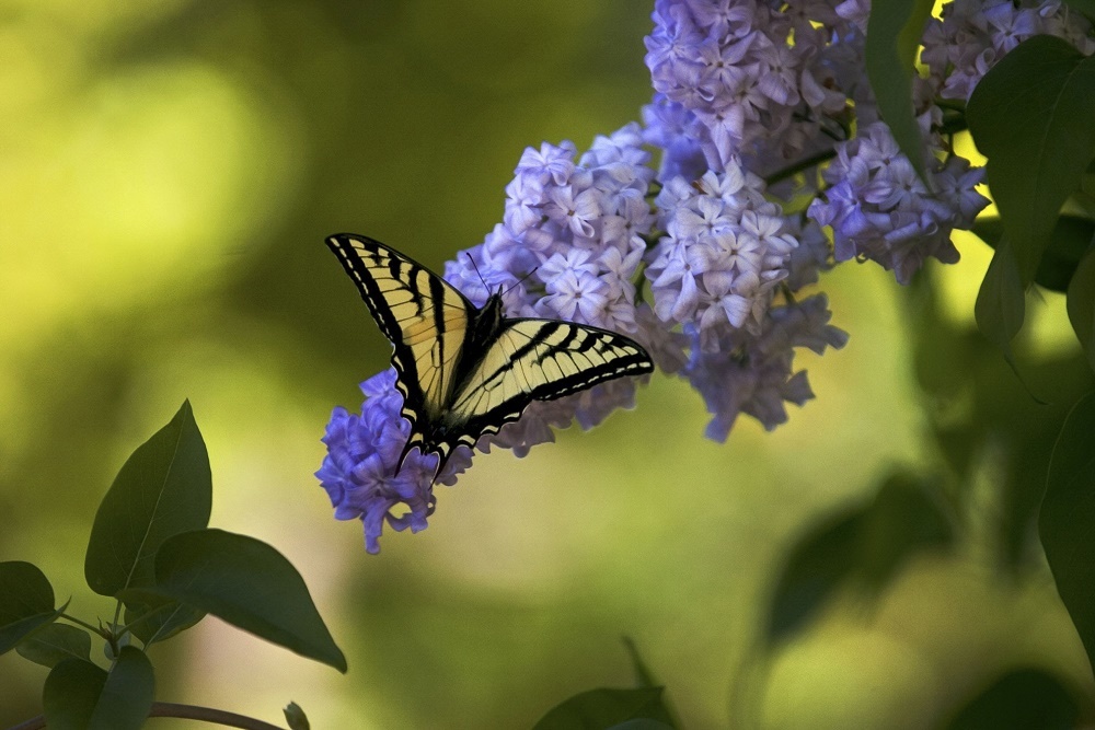 CHRIST THE KING CHURCH – FORT SMITH: The Butterfly Project
