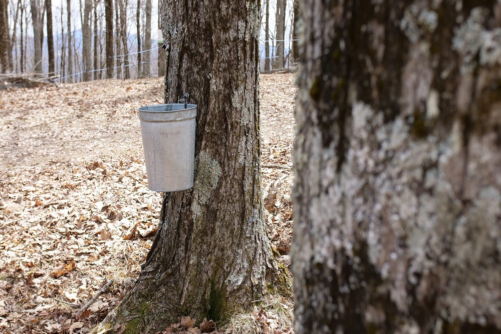 2022 Maple Festival Weekend #1 on March 12
