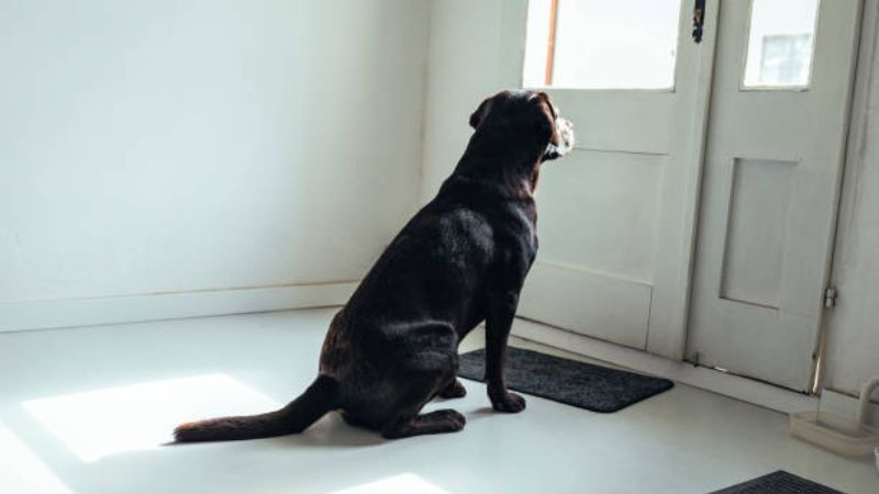 Valencia County announces Strays that Need to go home