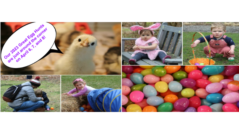 New Canaan hosts Nature Center’s Great Egg Hunts & Spring Celebration on April 6, 2023