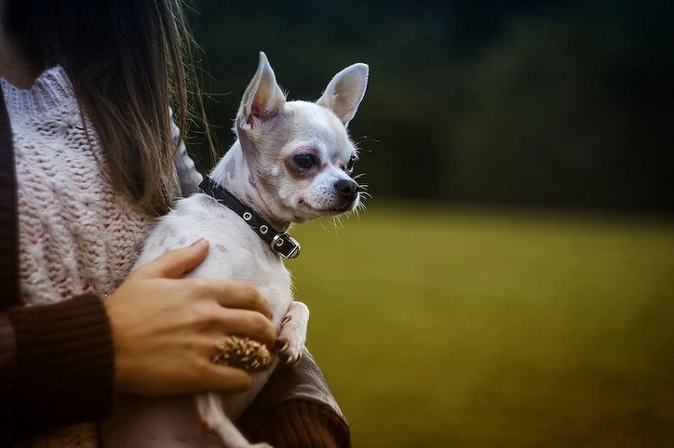 Four Paws Adds Second Doggie Daycare Location in Albany