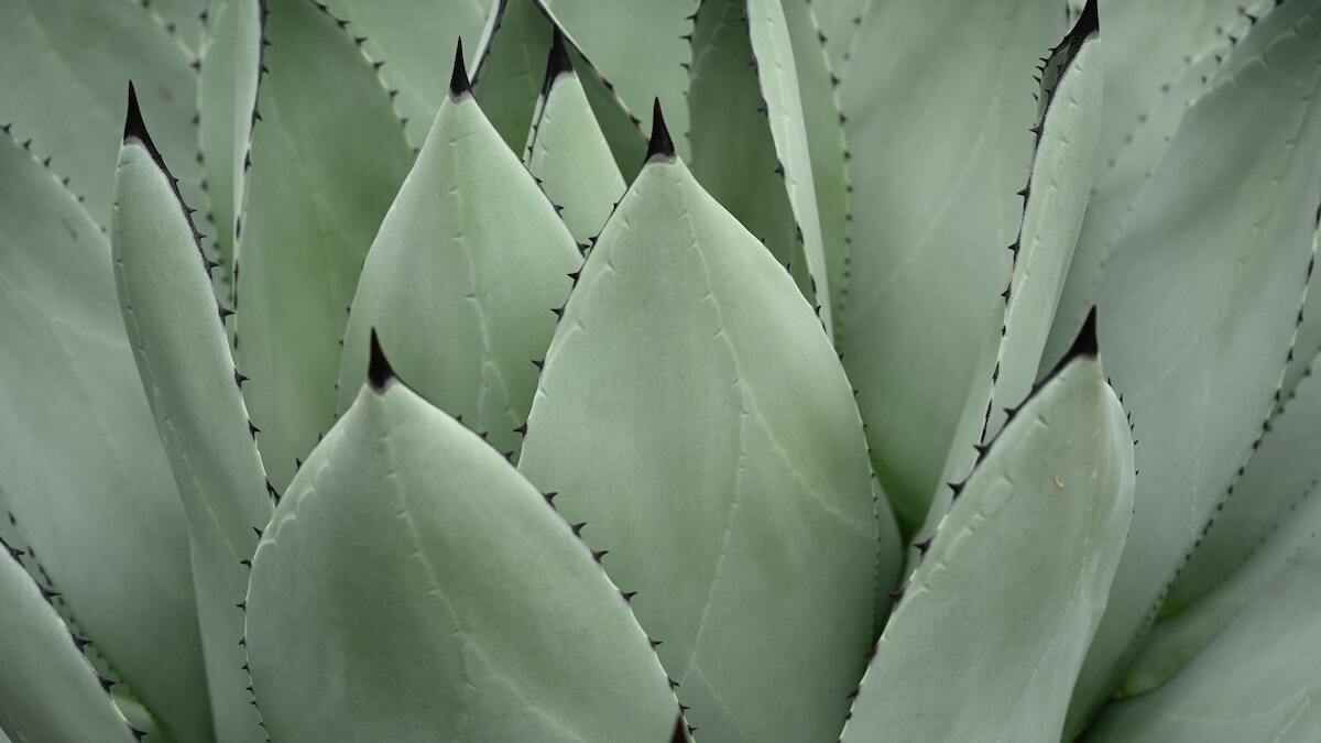 UNLV photographer on capturing plant landscape: ‘Photos serve as a map for rediscovering the striking plant life around us’ UNLV photographer on capturing plant landscape: ‘Photos serve as a map for rediscovering the striking plant life around us’
