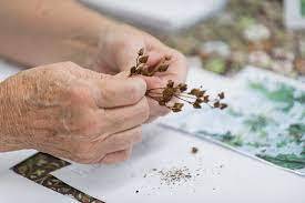 Cobb’s Master Gardeners to recognize National Seed Swap Day in Marietta Cobb’s Master Gardeners to recognize National Seed Swap Day in Marietta