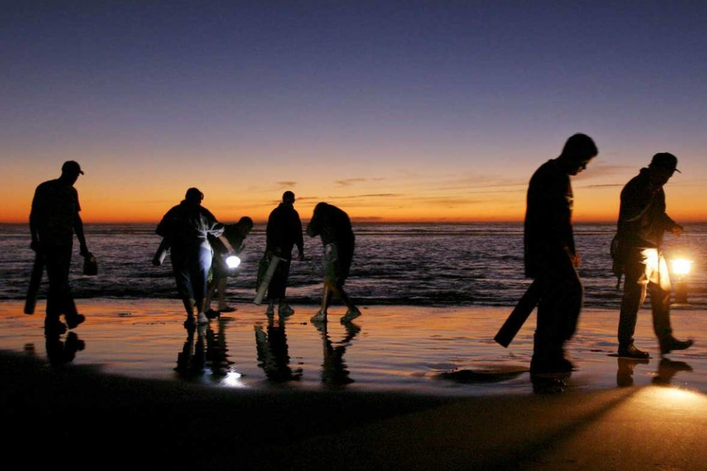 Razor clam dig closures on all coastal beaches continue until further notice due to rise in marine toxin levels