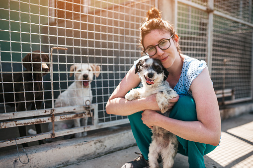Animal Shelter