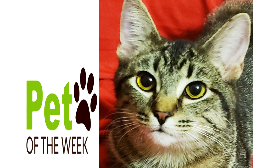 Pet of the Week: Sour Patch