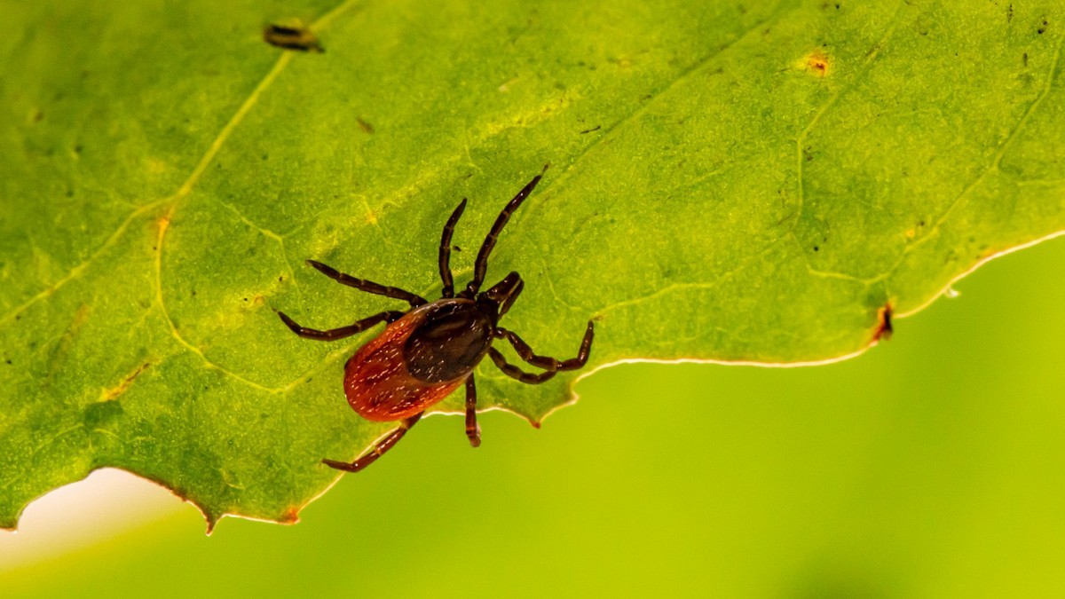 Pols: County to again conduct ‘mosquito and tick surveillance beginning in May, in order to notify citizens on steps they can take to reduce disease transmission’