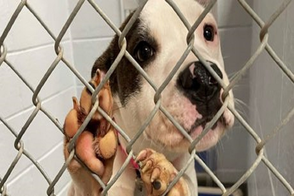 ‘Imperfectly perfect’: Foster failures praise Huntsville shelter pets