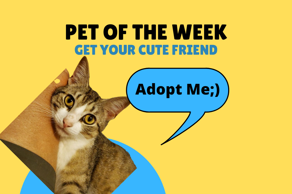 Pet of the Week: Teegan [triopd]