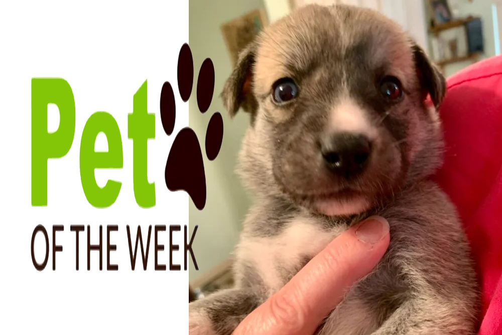Pet of the Week: Troy