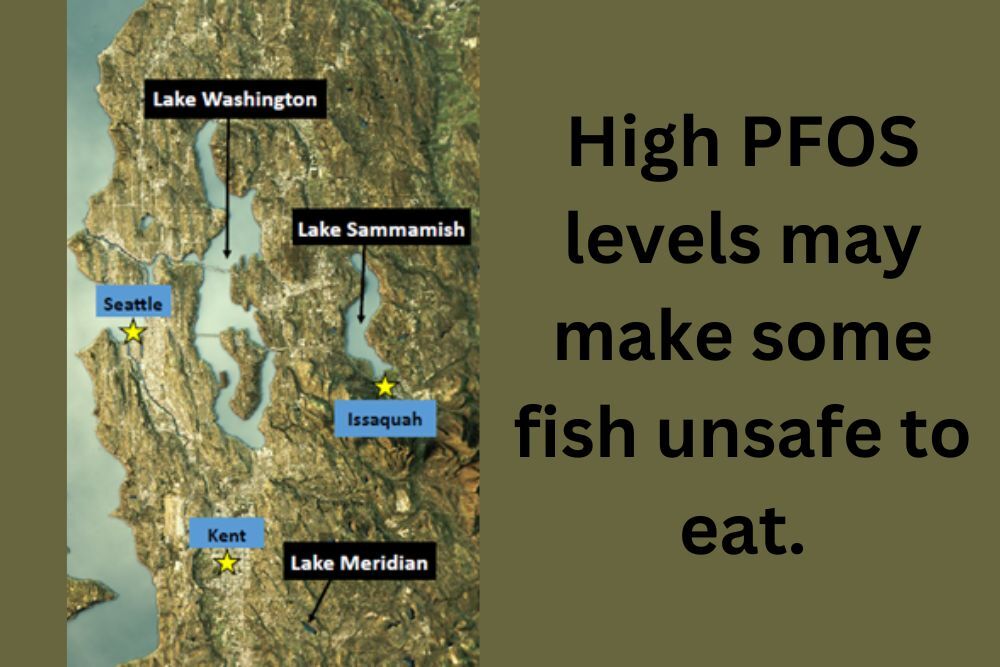 Fish consumption advisory issued for several King County lakes Fish consumption advisory issued for several King County lakes
