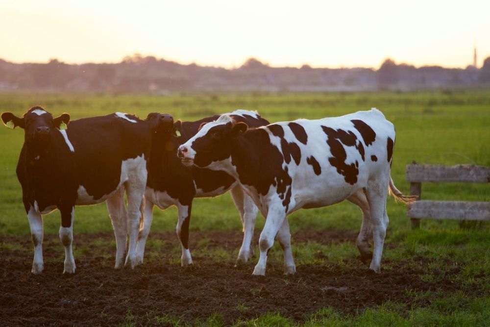 FFA Livestock Judging Contest on Feb 6