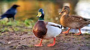 A changing climate hits ducks, and duck hunters, too